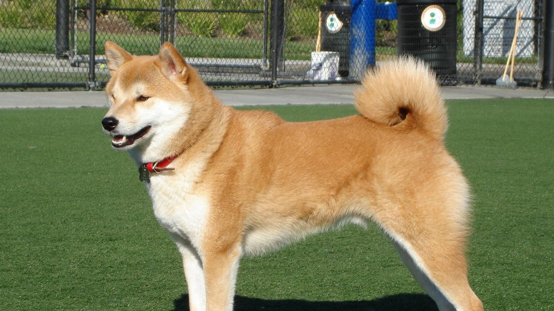 Dogecoin Pup