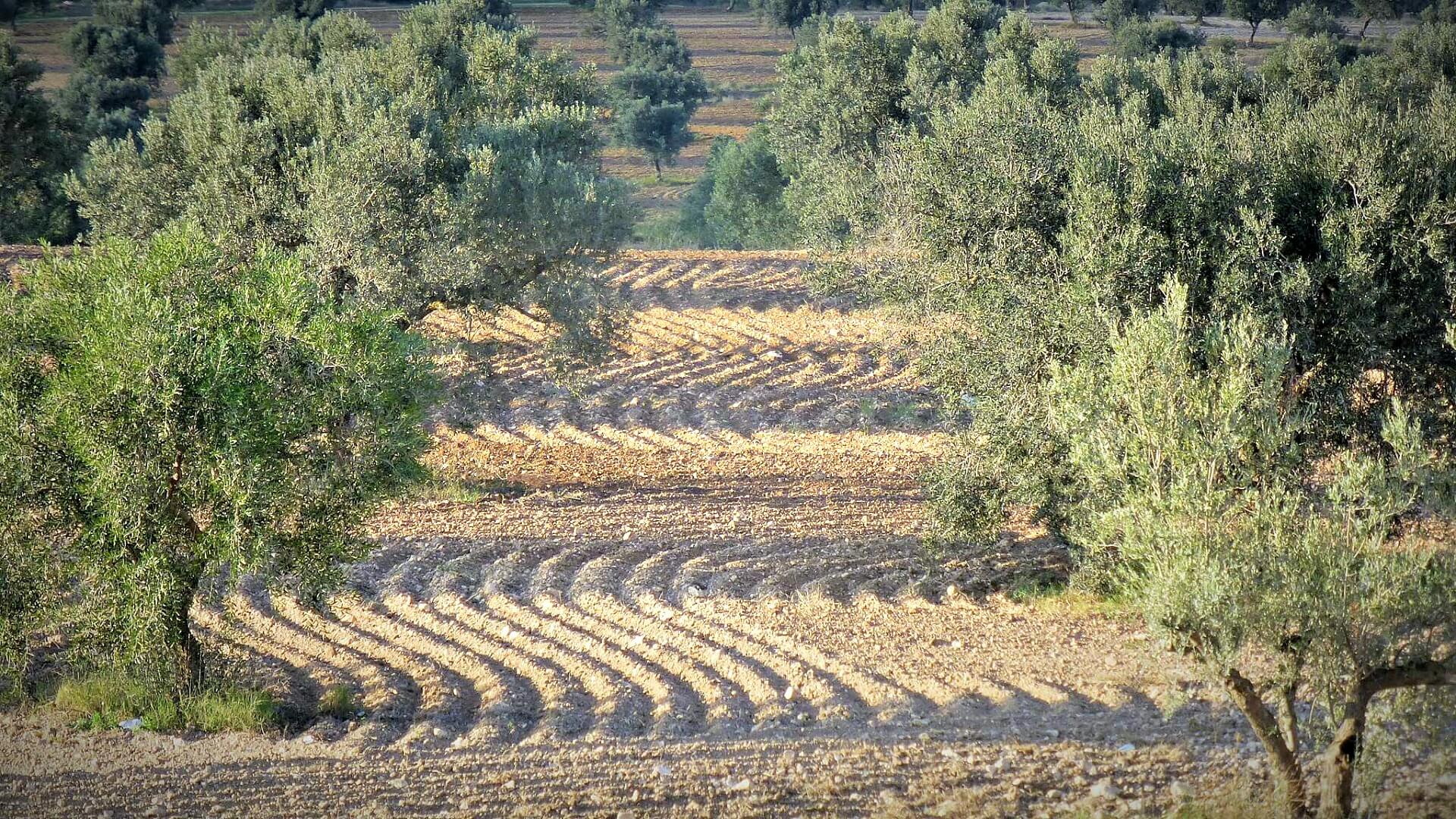 Tunisia Olive Oil Field